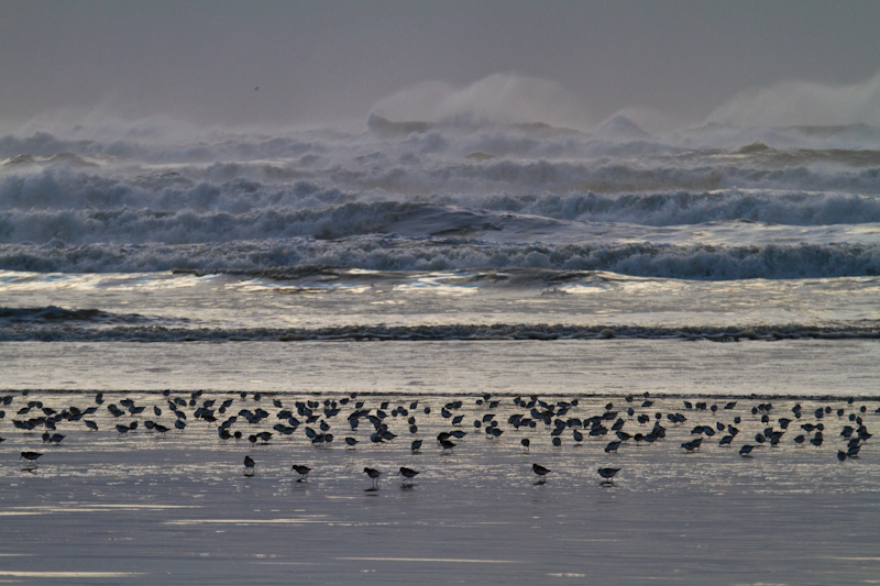 Sanderling And Dunlin In Surf